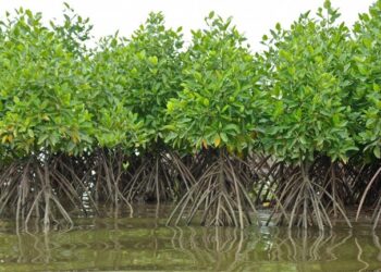 ENVIRONNEMENT/JOURNÉE INTERNATIONALE DE LA CONSERVATION DES ÉCOSYSTÈMES MANGROVES : LES ACTEURS SE PRONONCENT !