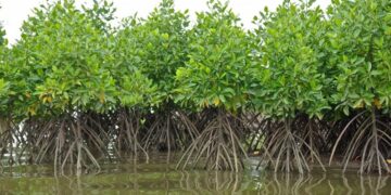 ENVIRONNEMENT/JOURNÉE INTERNATIONALE DE LA CONSERVATION DES ÉCOSYSTÈMES MANGROVES : LES ACTEURS SE PRONONCENT !
