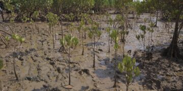 Restauration des forêts de Mangrove en Guinée : Un enjeu crucial pour la Protection de l’Environnement et de la zone côtière !