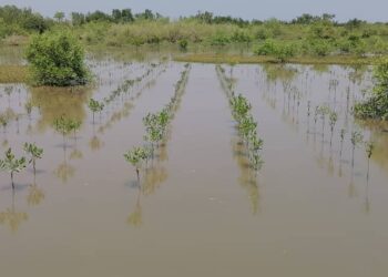 JM des zones humides: Il est urgent de restaurer les zones humides dégradées