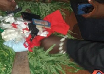Lambanyi: Plusieurs individus interpellés par la police dans la culture et la consommation du cannabis