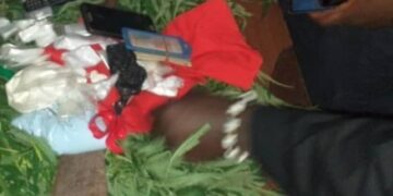 Lambanyi: Plusieurs individus interpellés par la police dans la culture et la consommation du cannabis