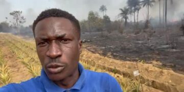 Kindia : une plantation d’ananas ravagée par un incendie présumé criminel
